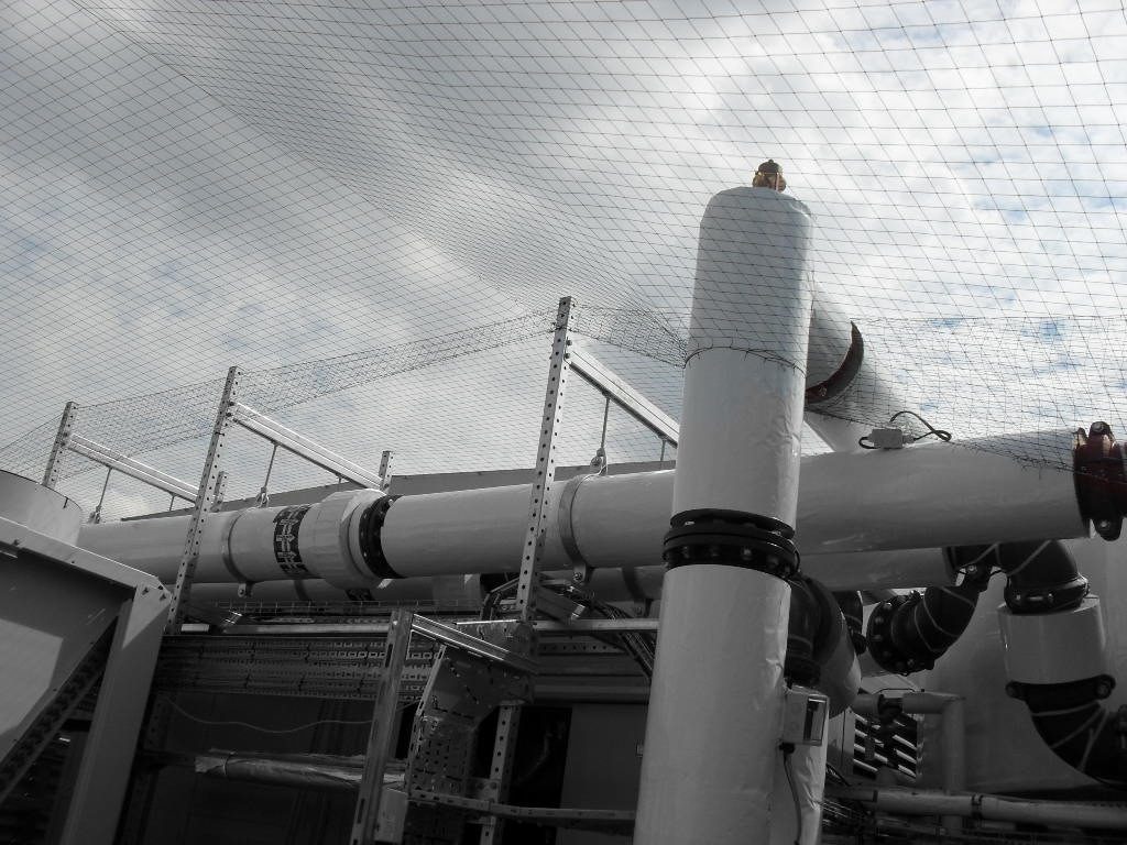 Bird Control in Rugby, Warwickshire